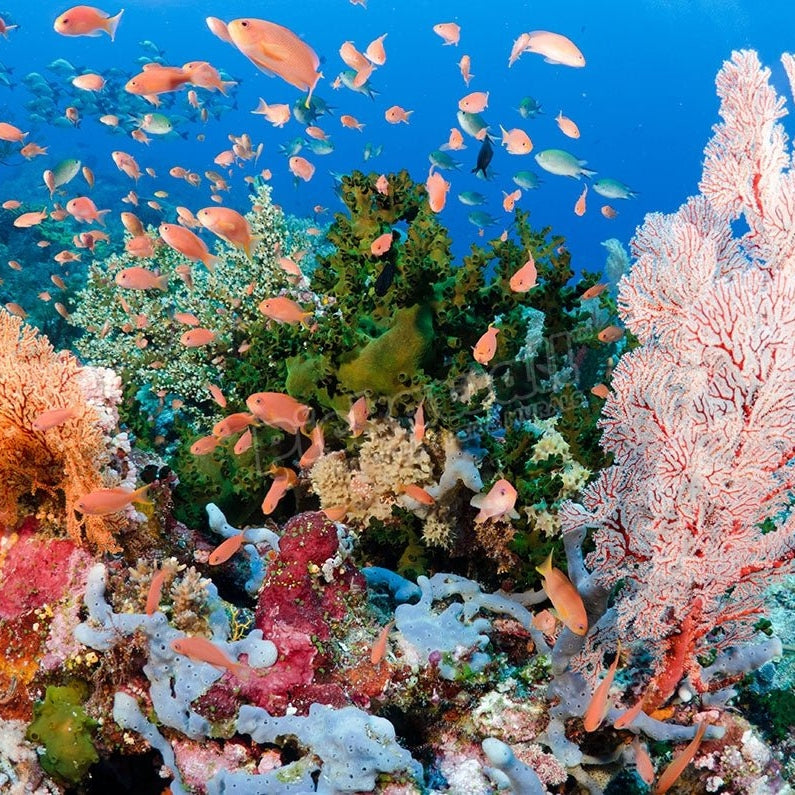 Coral reef scene, Komodo national park, Indonesia - Pickawall