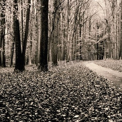 Country lane in woods, Montgomery County, Maryland, USA - Pickawall