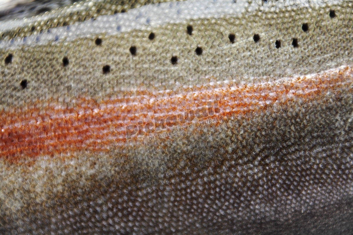 Rainbow trout