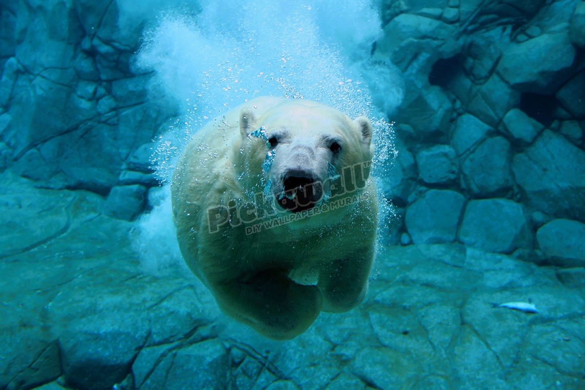 Polar Bear diving underwater