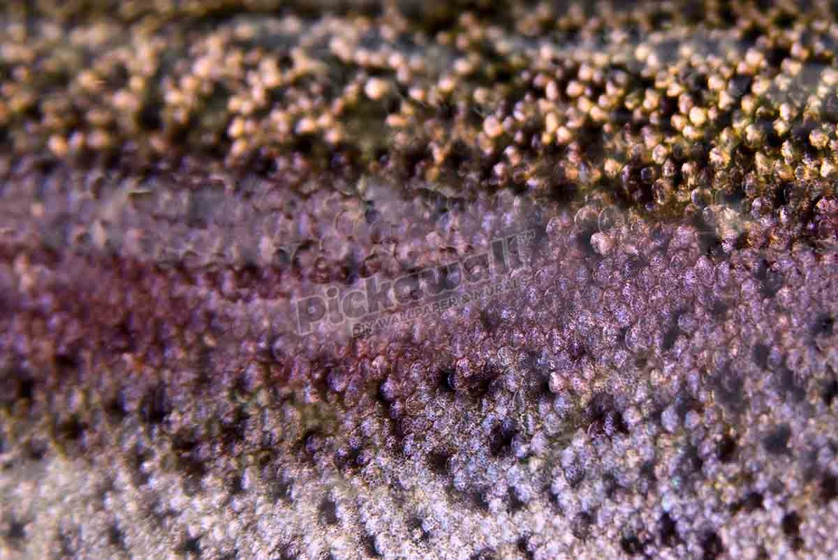 Fish Scales