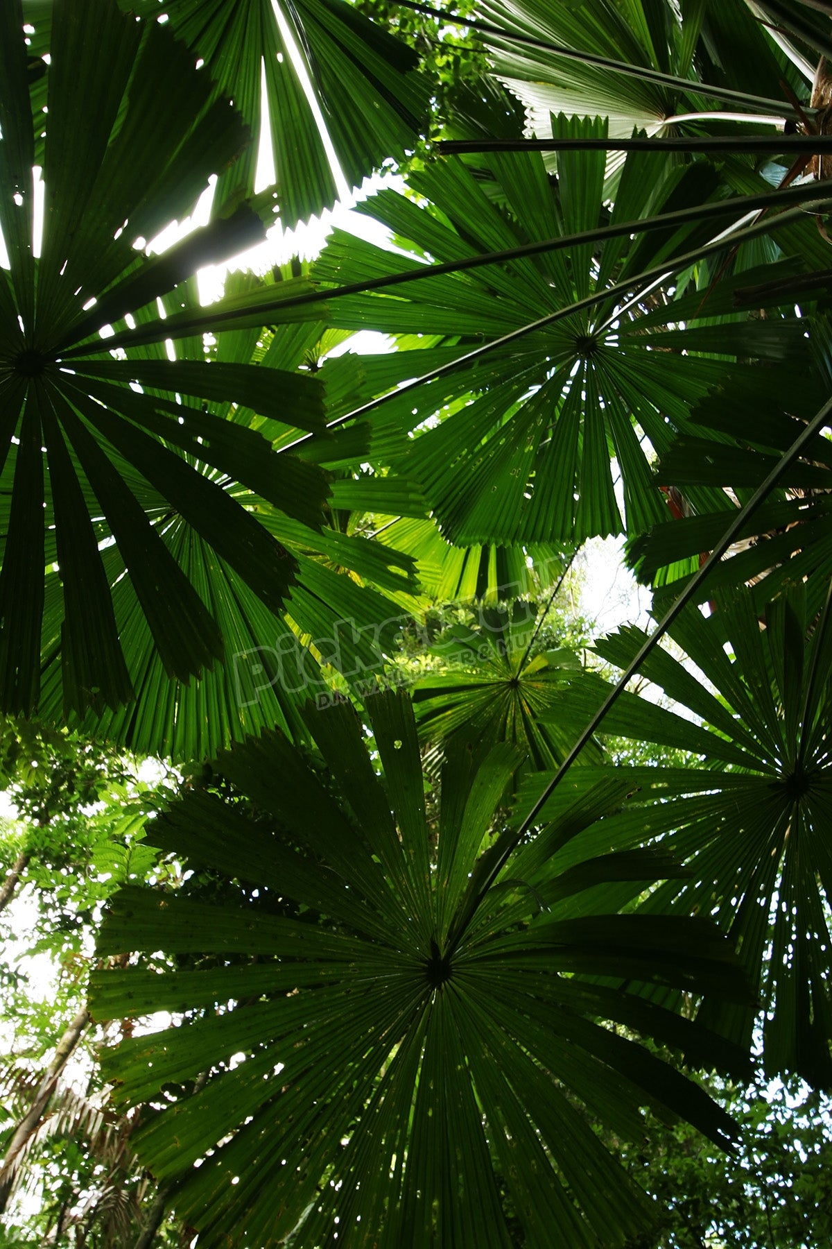 Flora and Fauna - Palm