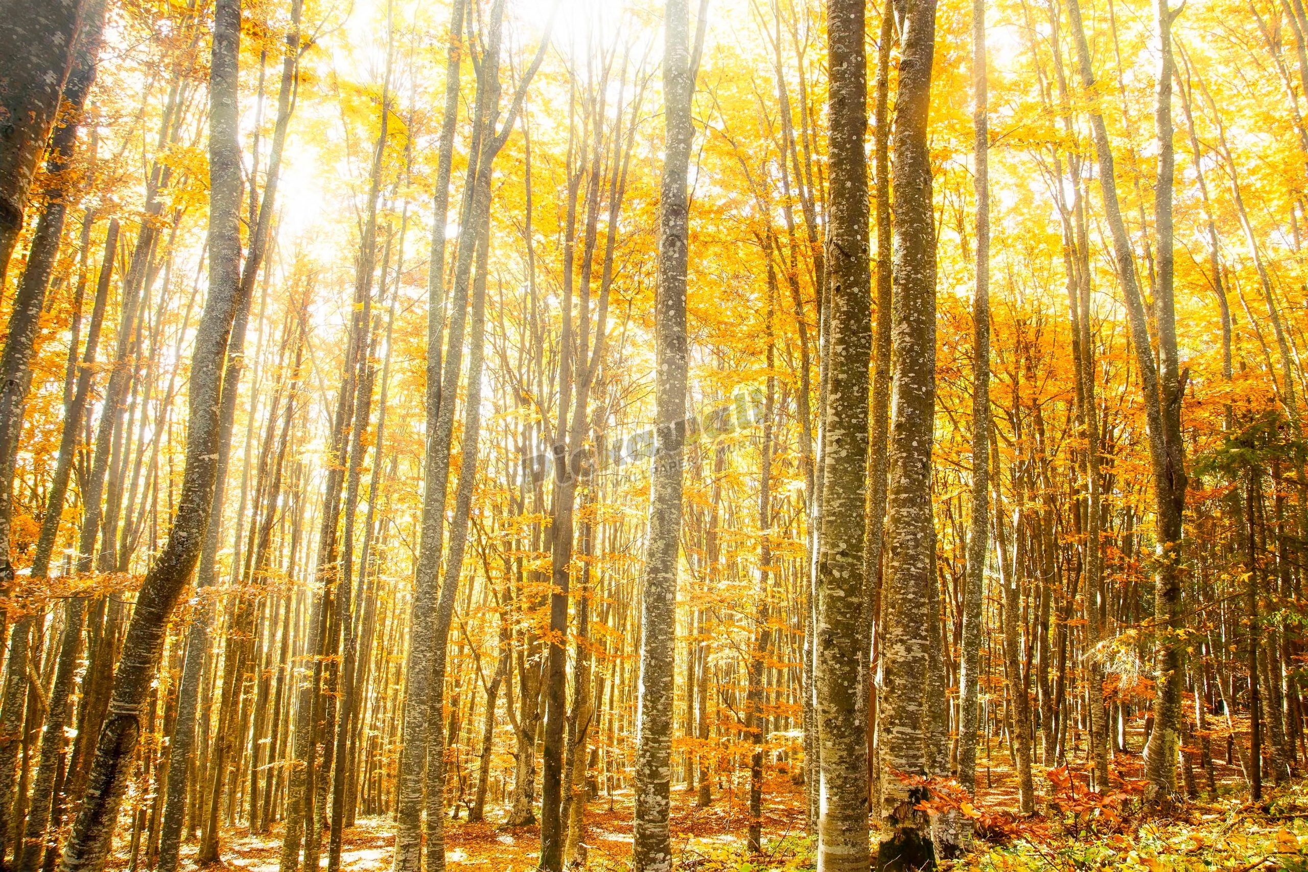 Magical Beech Forest with Warm Golden Sunrays