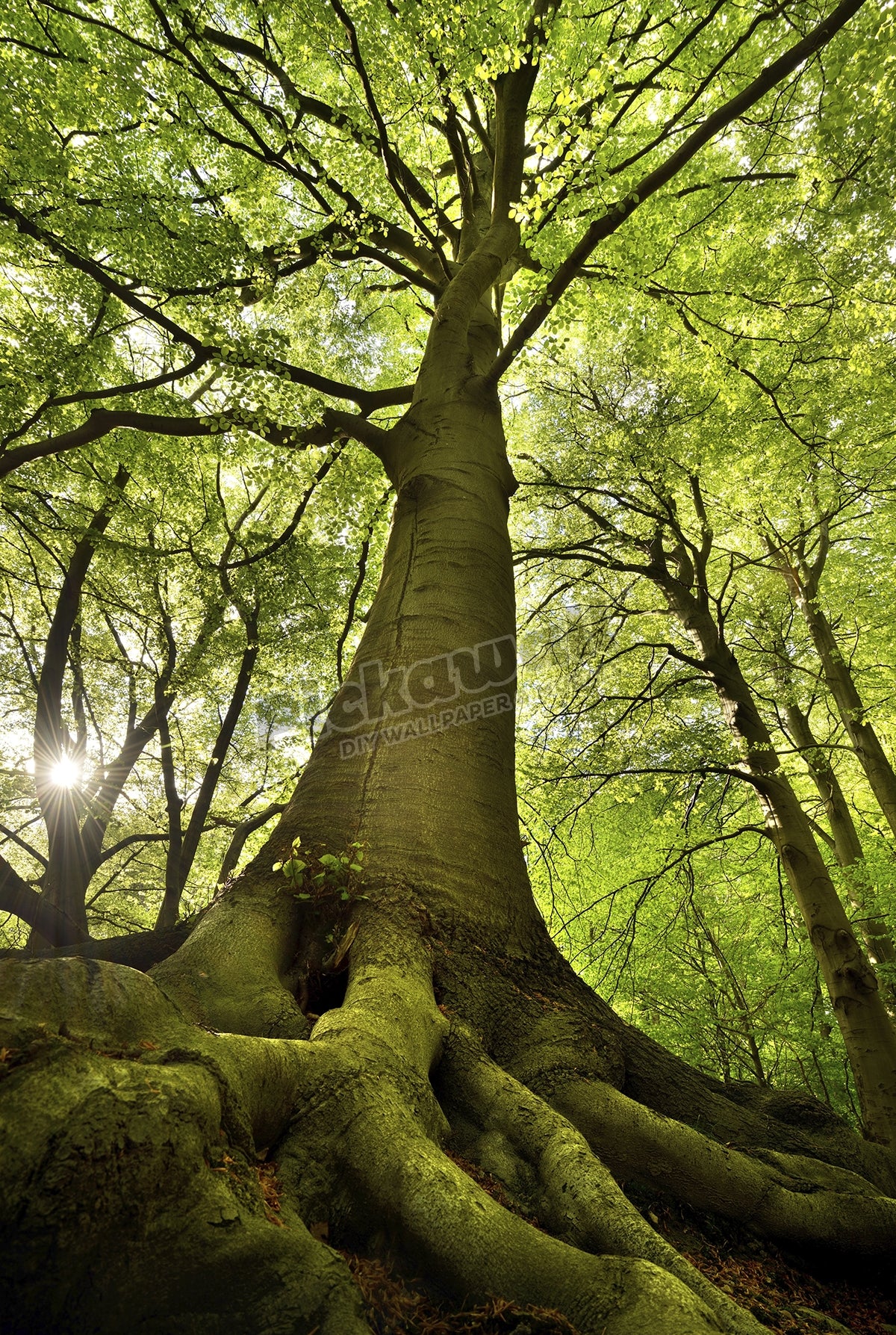 Old Beech Tree