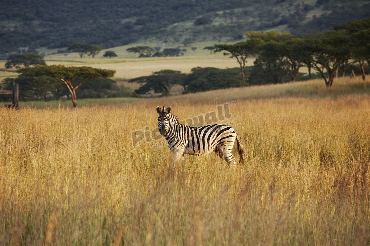Lonly zebra at the plains