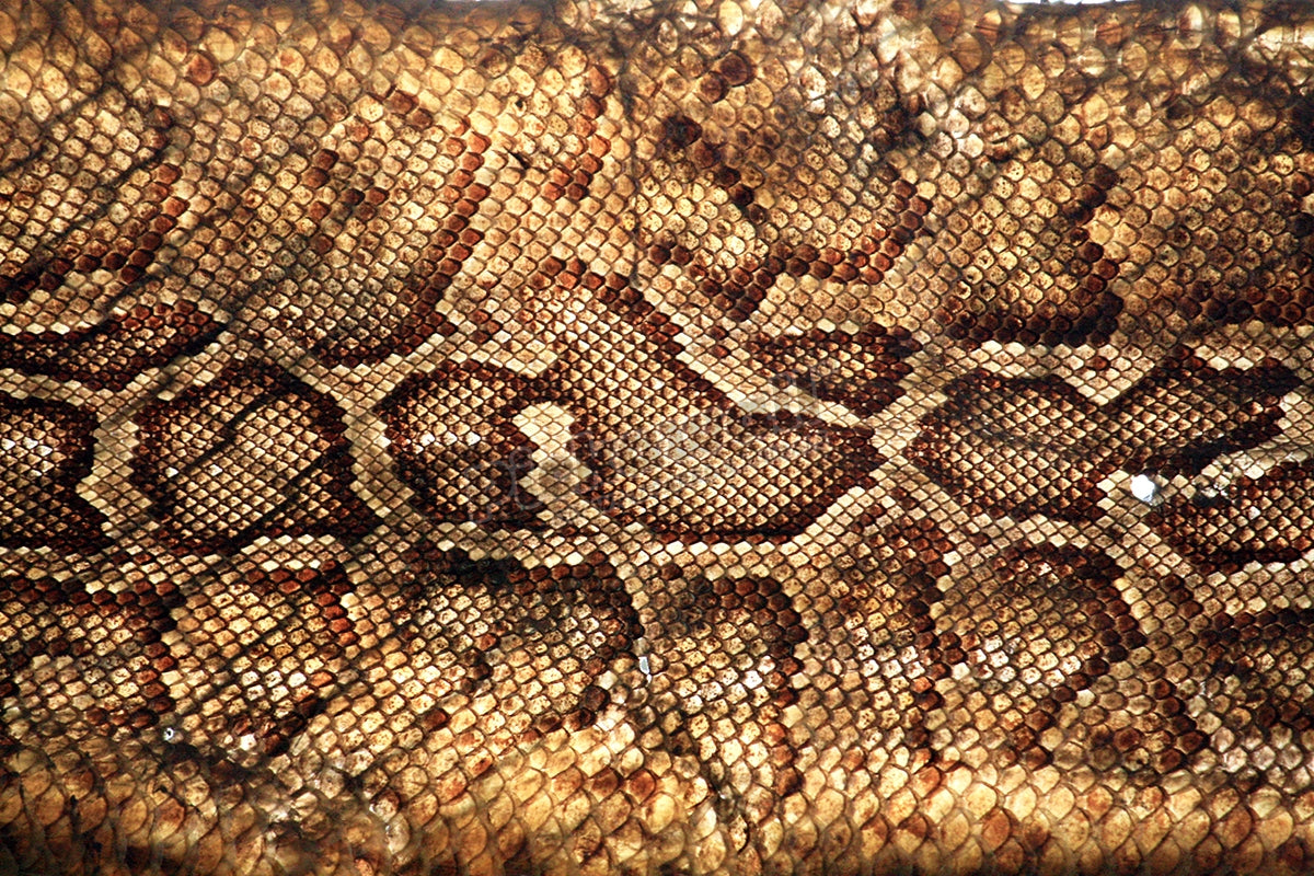 Snake Skin