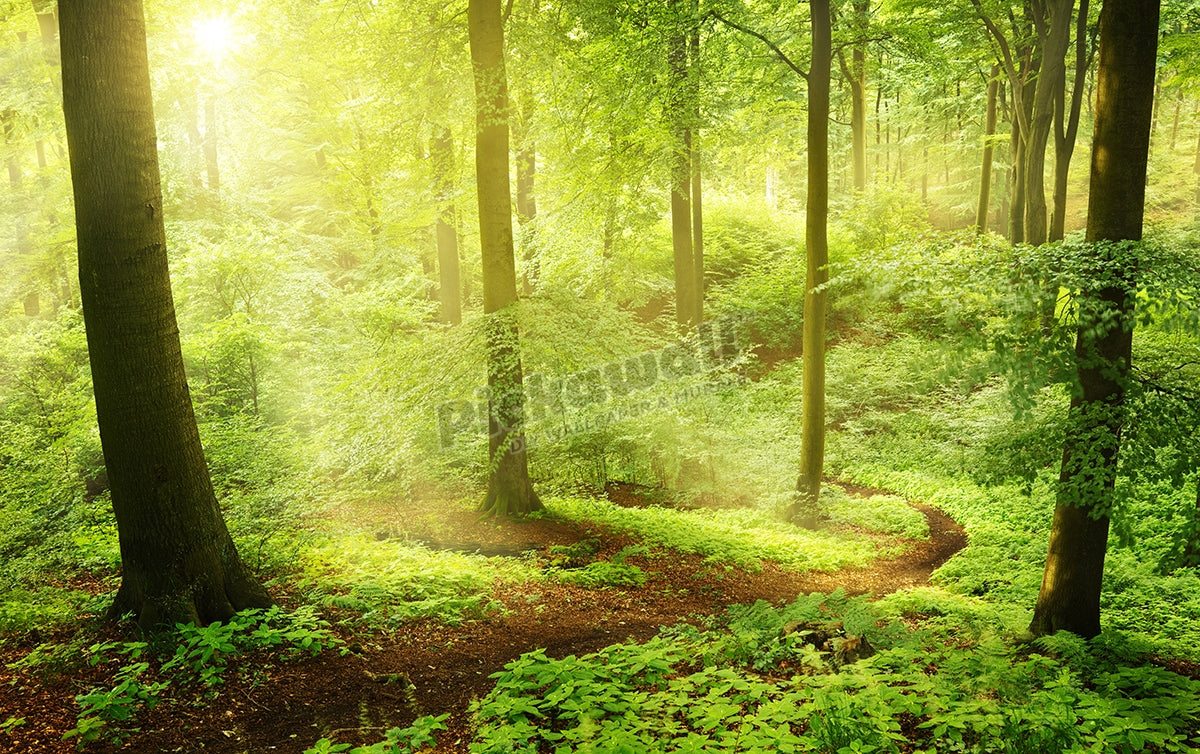 Morning in a green summer forest