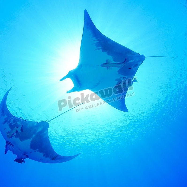 Devil Ray - Pickawall