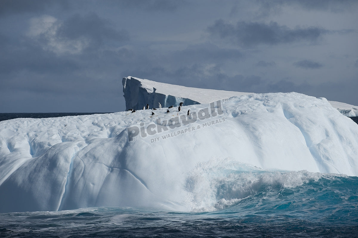 Penguins on Iceberg