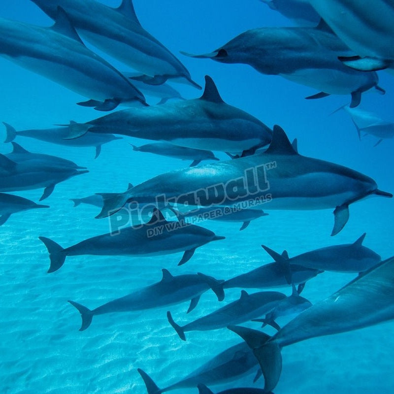 Dolphin Group - Pickawall