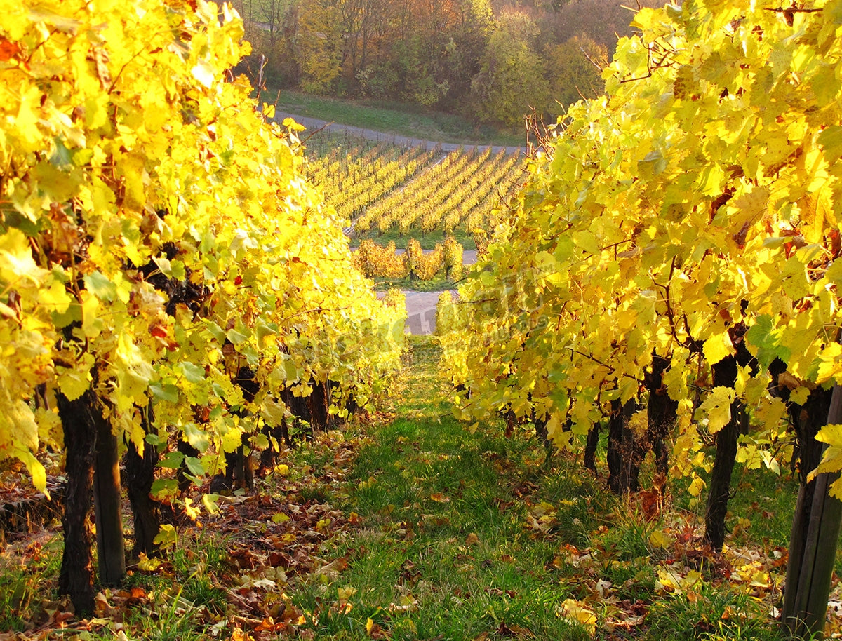 Autumn vineyard