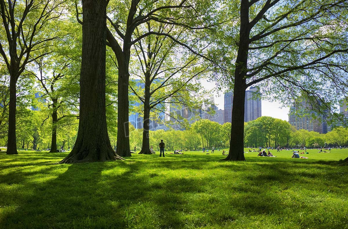 Great lawn in Central Park