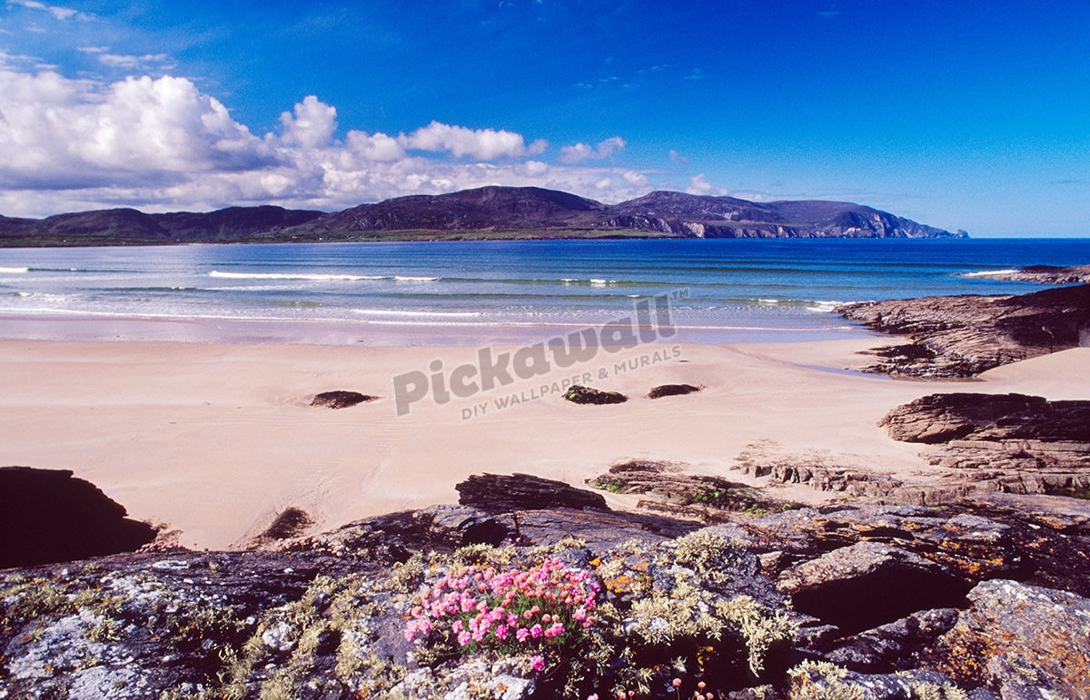 Sea, Thrift and rocks, Tramore Strand, Ireland