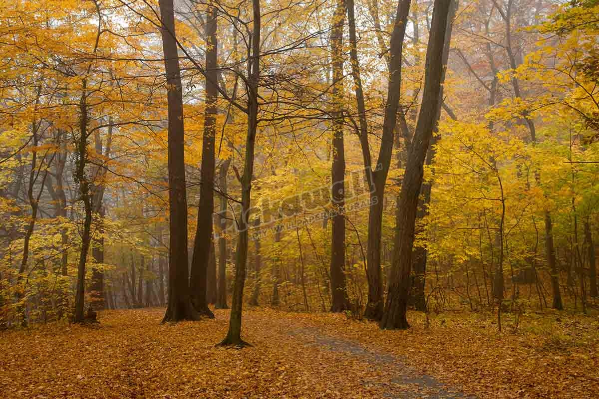 Hiking trail to the Bode valley in autumnal forest