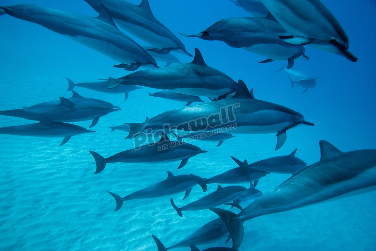 Dolphin Group