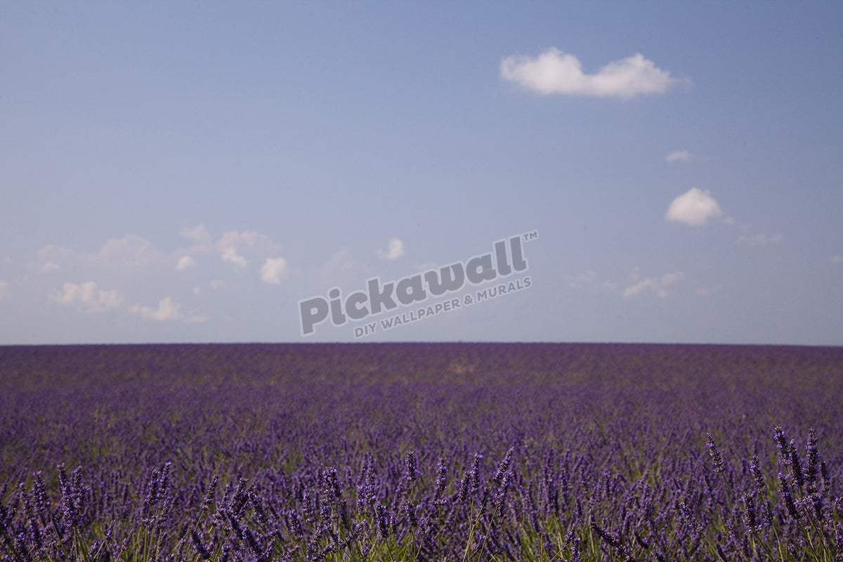 Land - Lavandar field, Provence