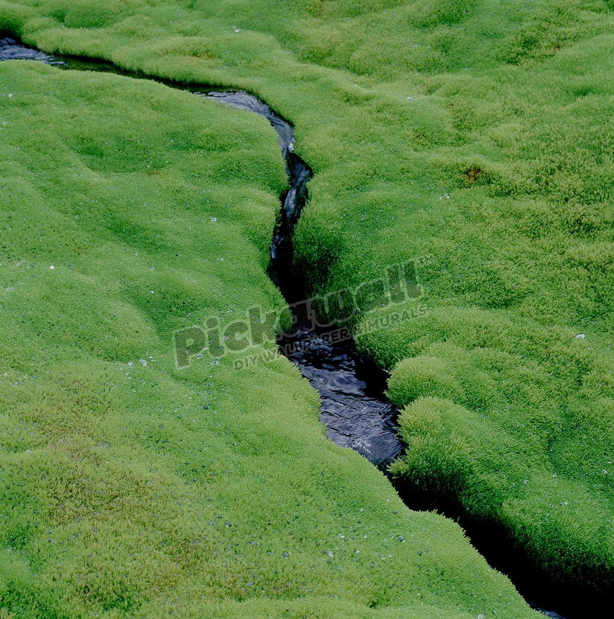 Moss carpet beside stream