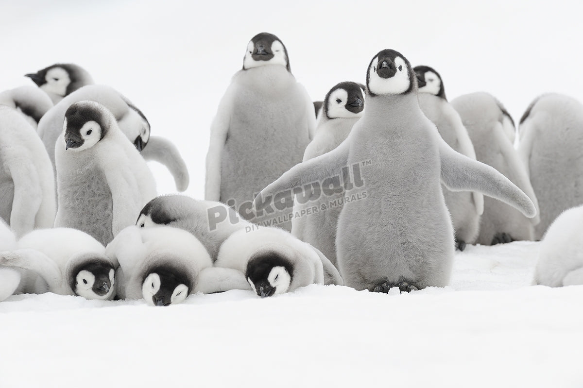 Emperor Penguin (Aptenodytes forsteri)