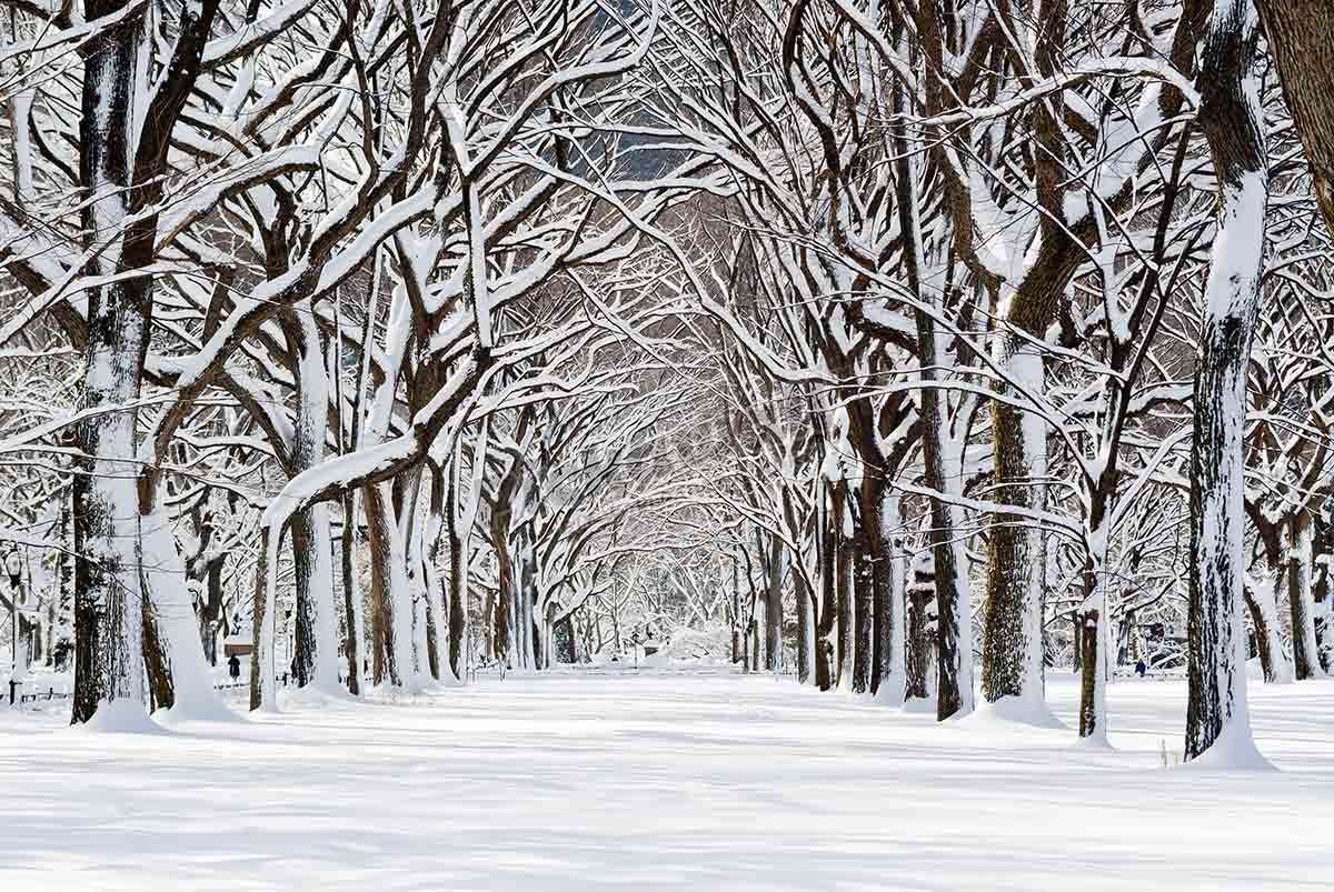 Central Park after snowstorm