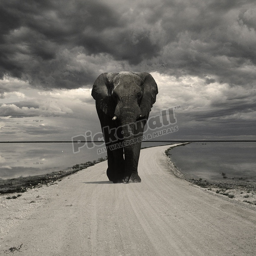 Elephant on the road - Pickawall