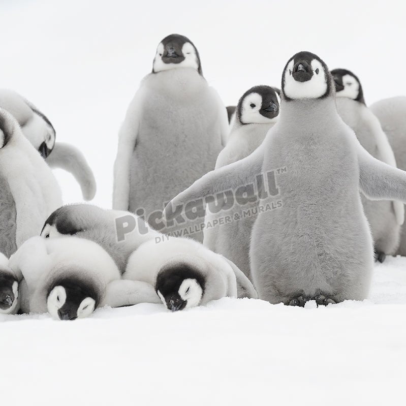 Emperor Penguin (Aptenodytes forsteri) - Pickawall