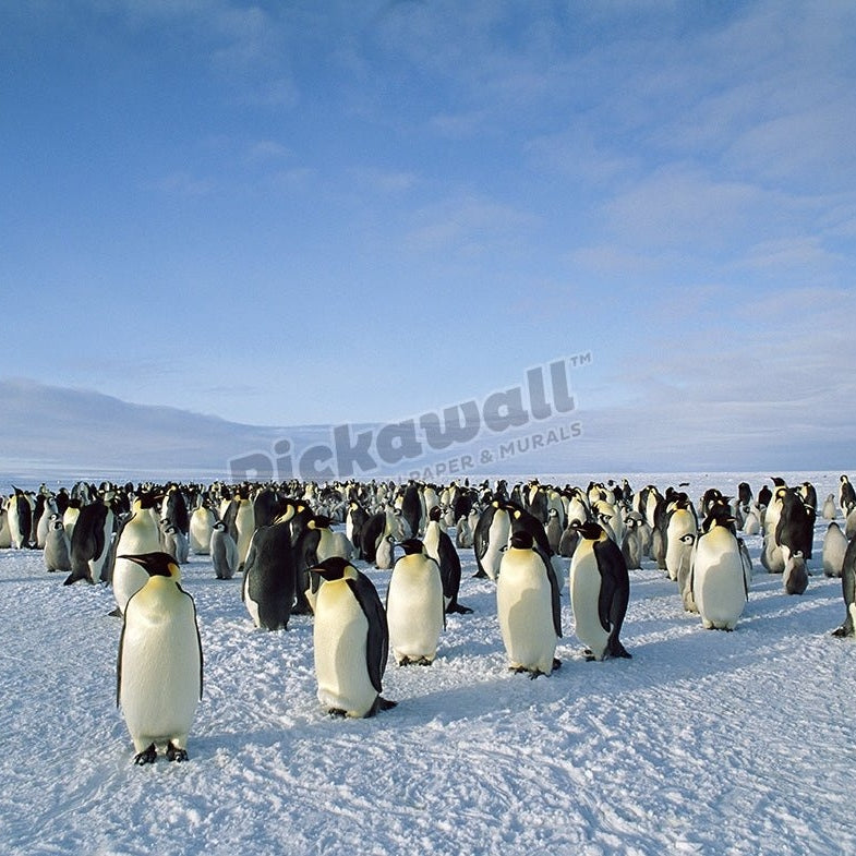 Emperor Penguin Colony, Dawson-Lambton Glacier, Weddel Sea, Antarctica - Pickawall