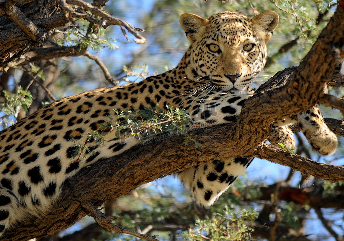 Lazy Leopard