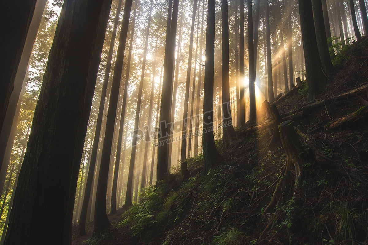 sunlight through forest