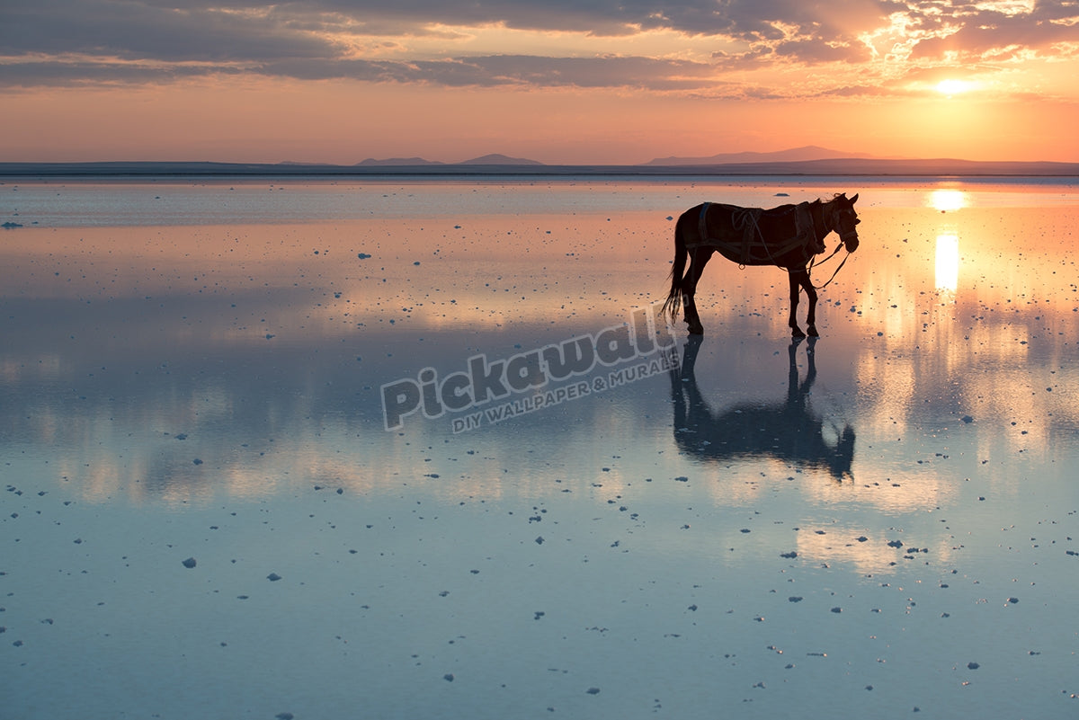 Lonely horse