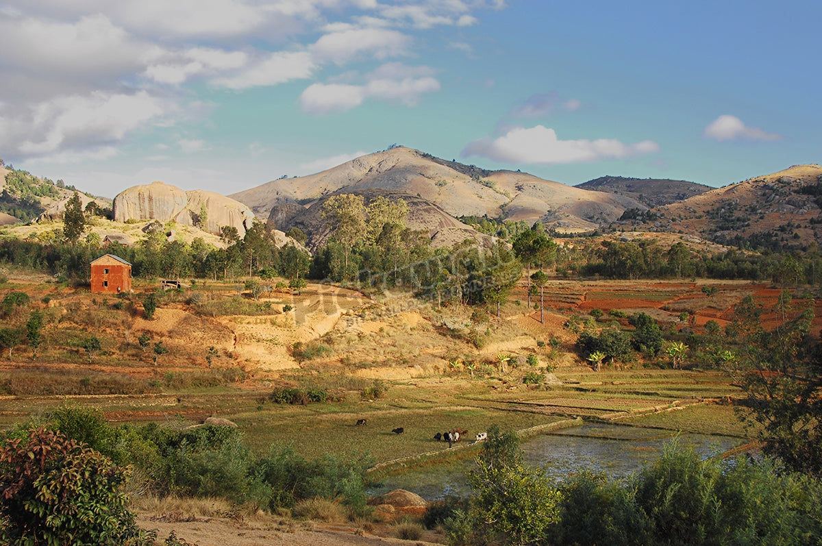 Landscape with mountain and rice field
