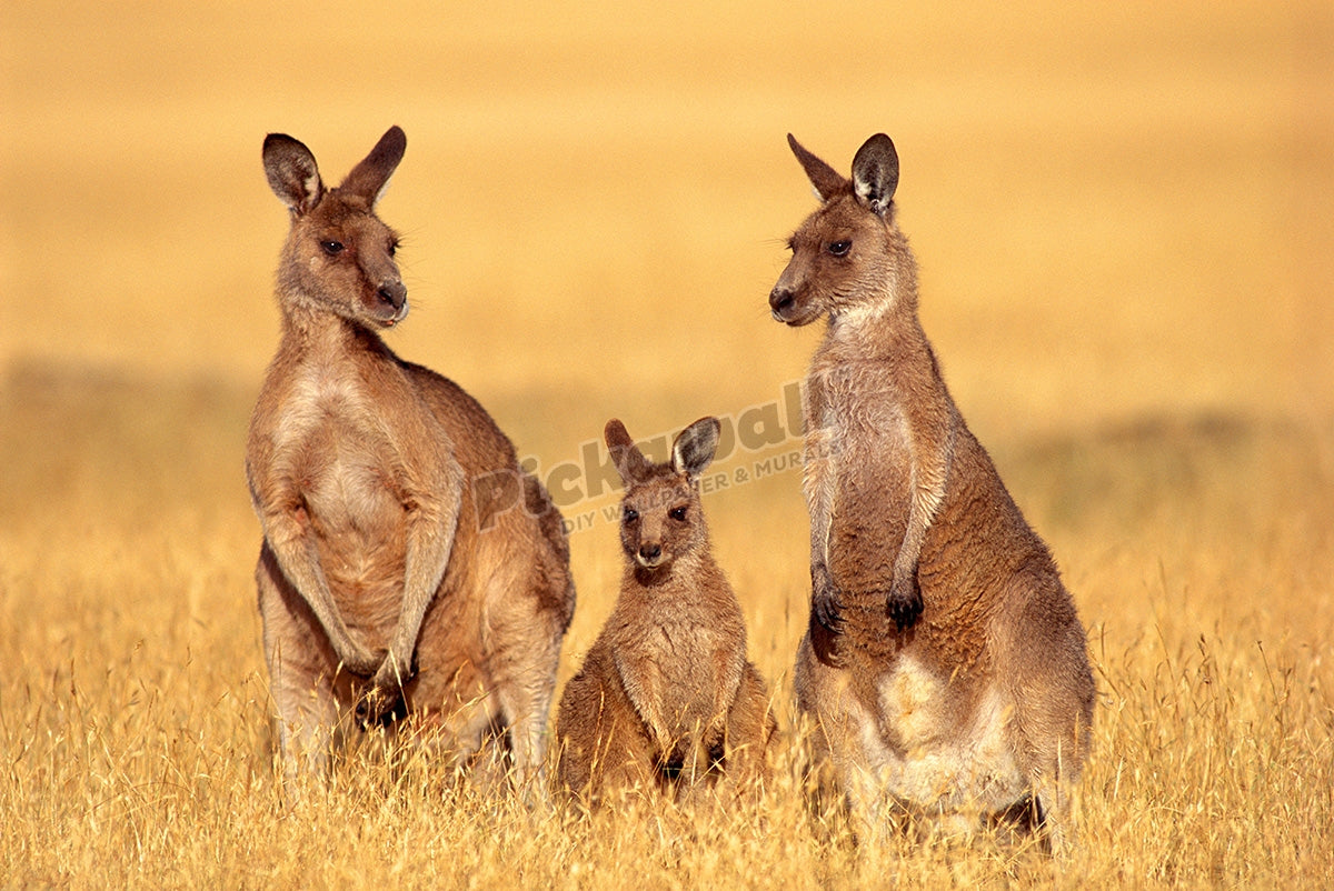 EASTERN GREY KANGAROOS