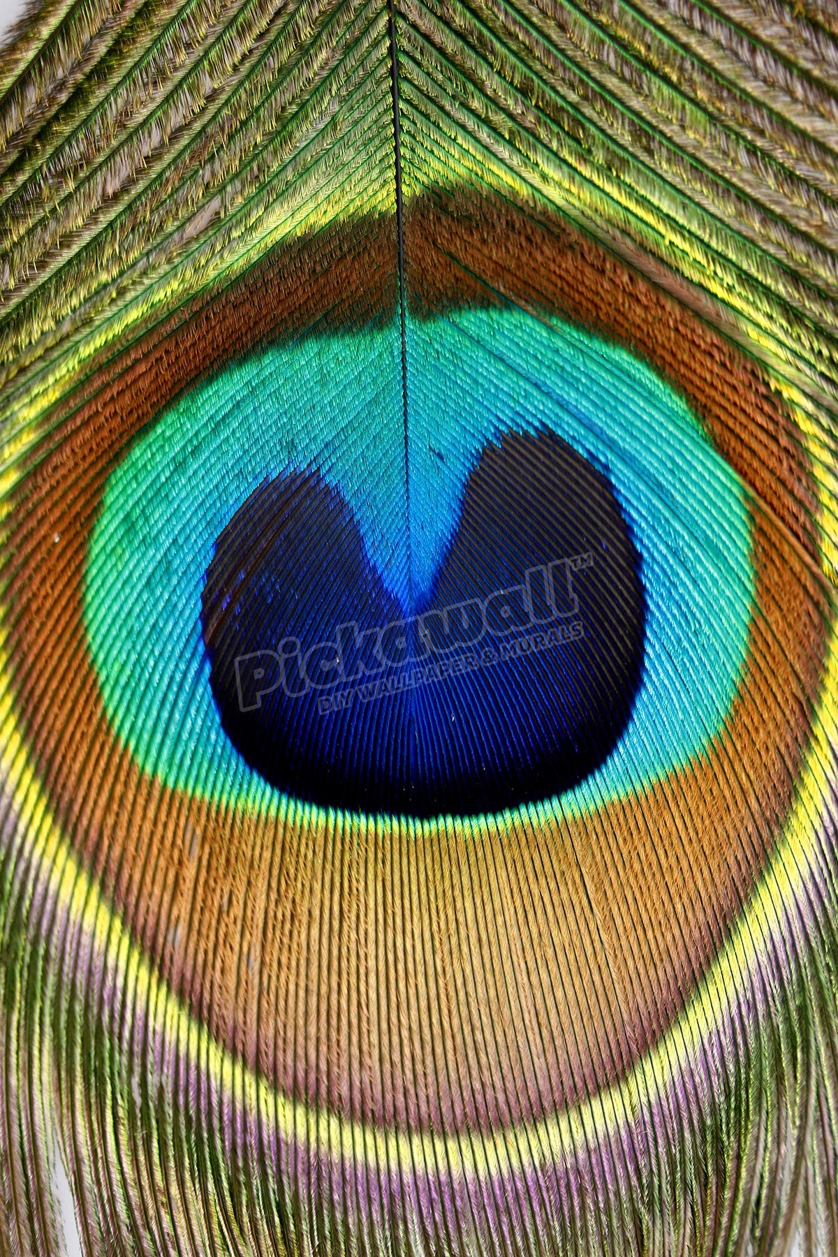 Close up of a peacock feather