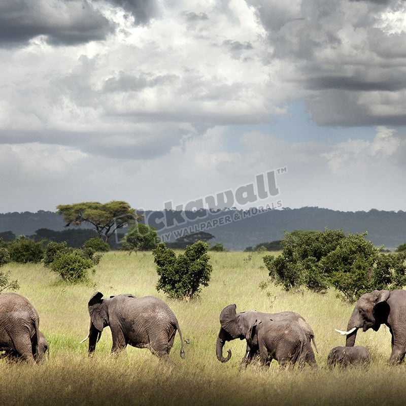 Family of Elephants - Pickawall