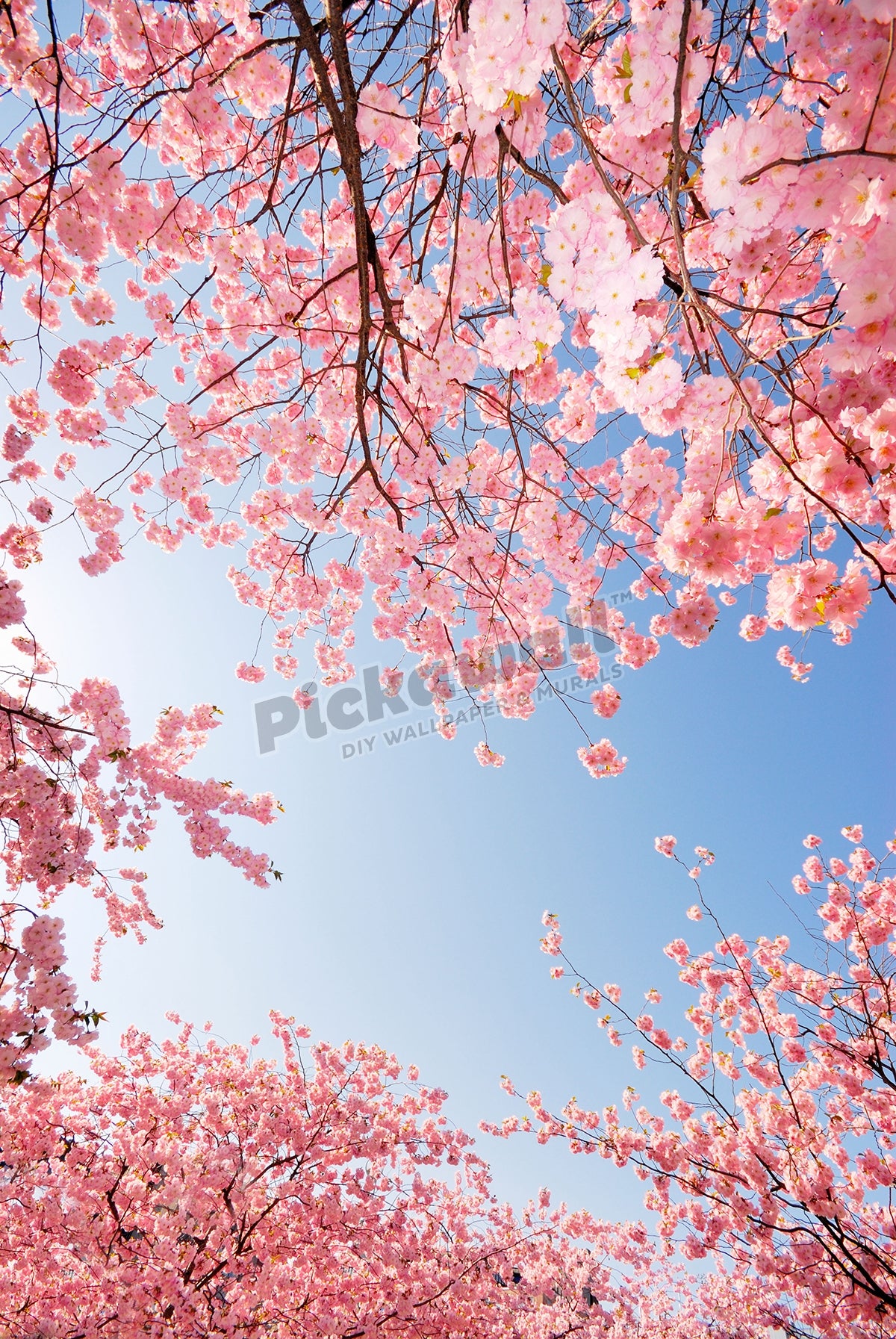 cherry tree in blossom against blue sky
