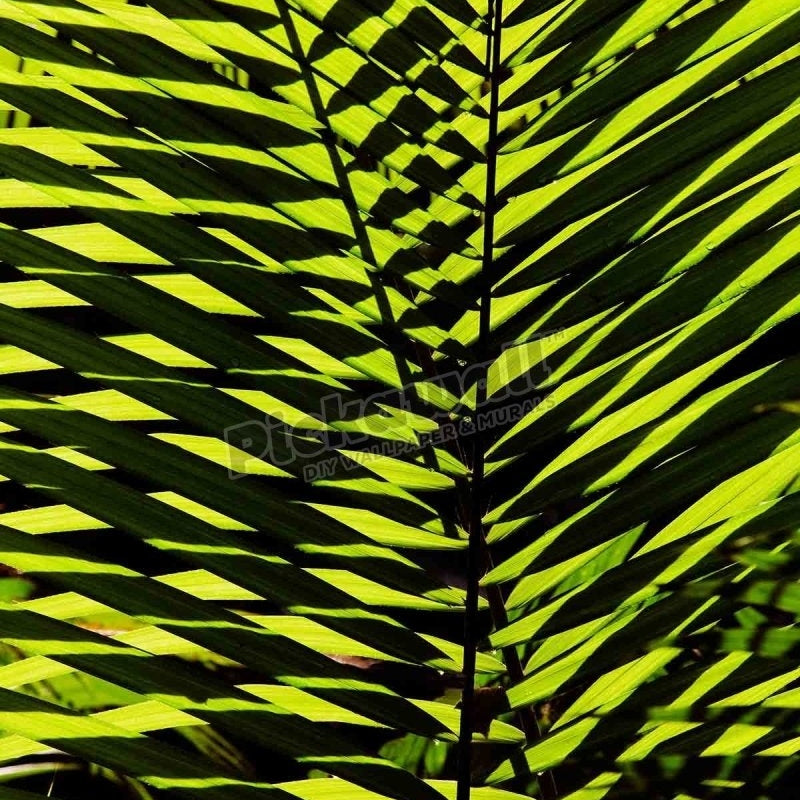 Flora Fauna - Palm frond - Pickawall
