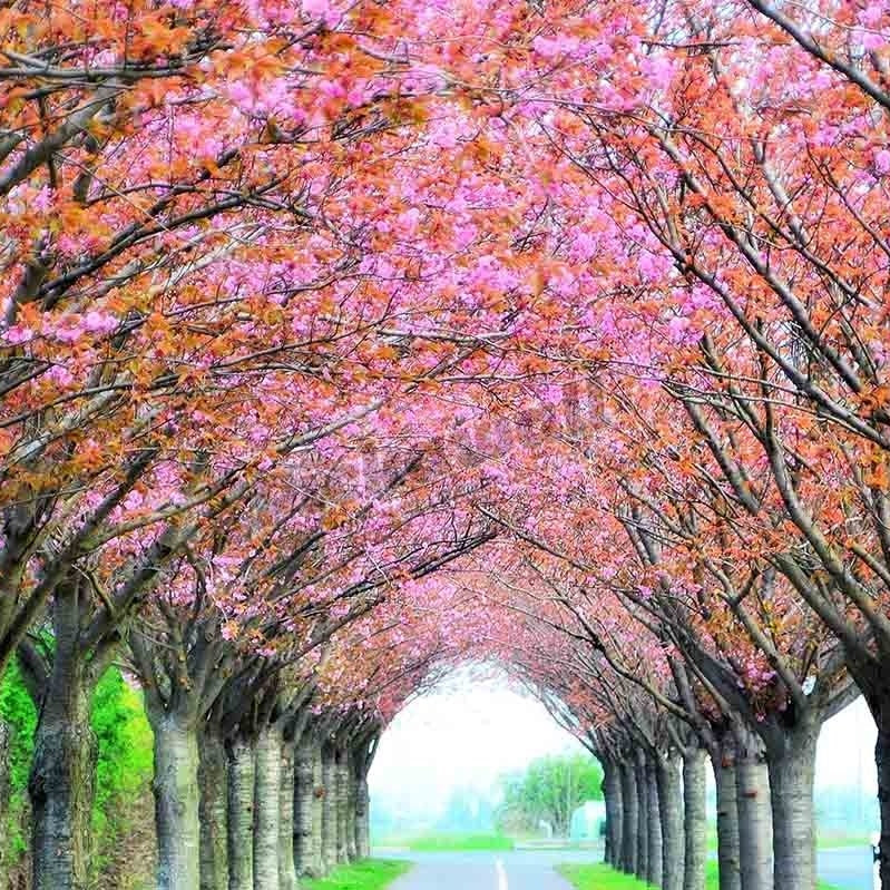 flowering cherry trees - Pickawall