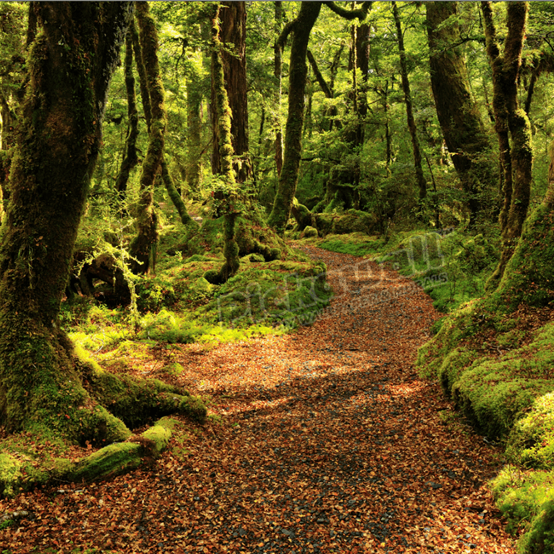 Forest Path Green - Pickawall