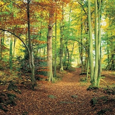 Forest path, Wye Valley Wales UK - Pickawall