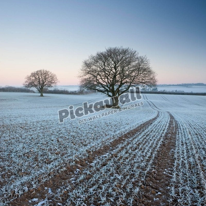 Frost covered crops and trees - Pickawall
