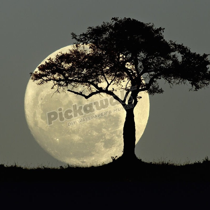 Full moon and tree silhouetted at dusk - Pickawall