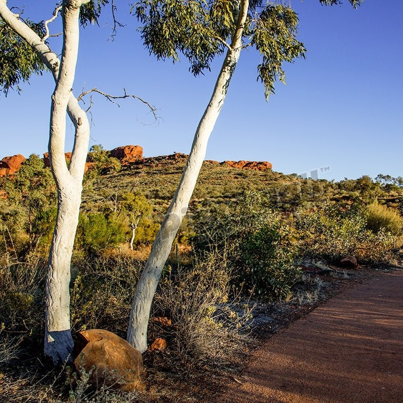 Ghost gums at Kings Canyon, Australia - Pickawall