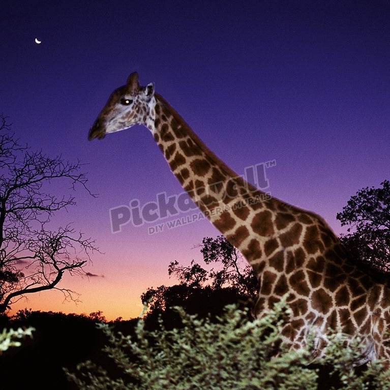 Giraffe in the night - Pickawall