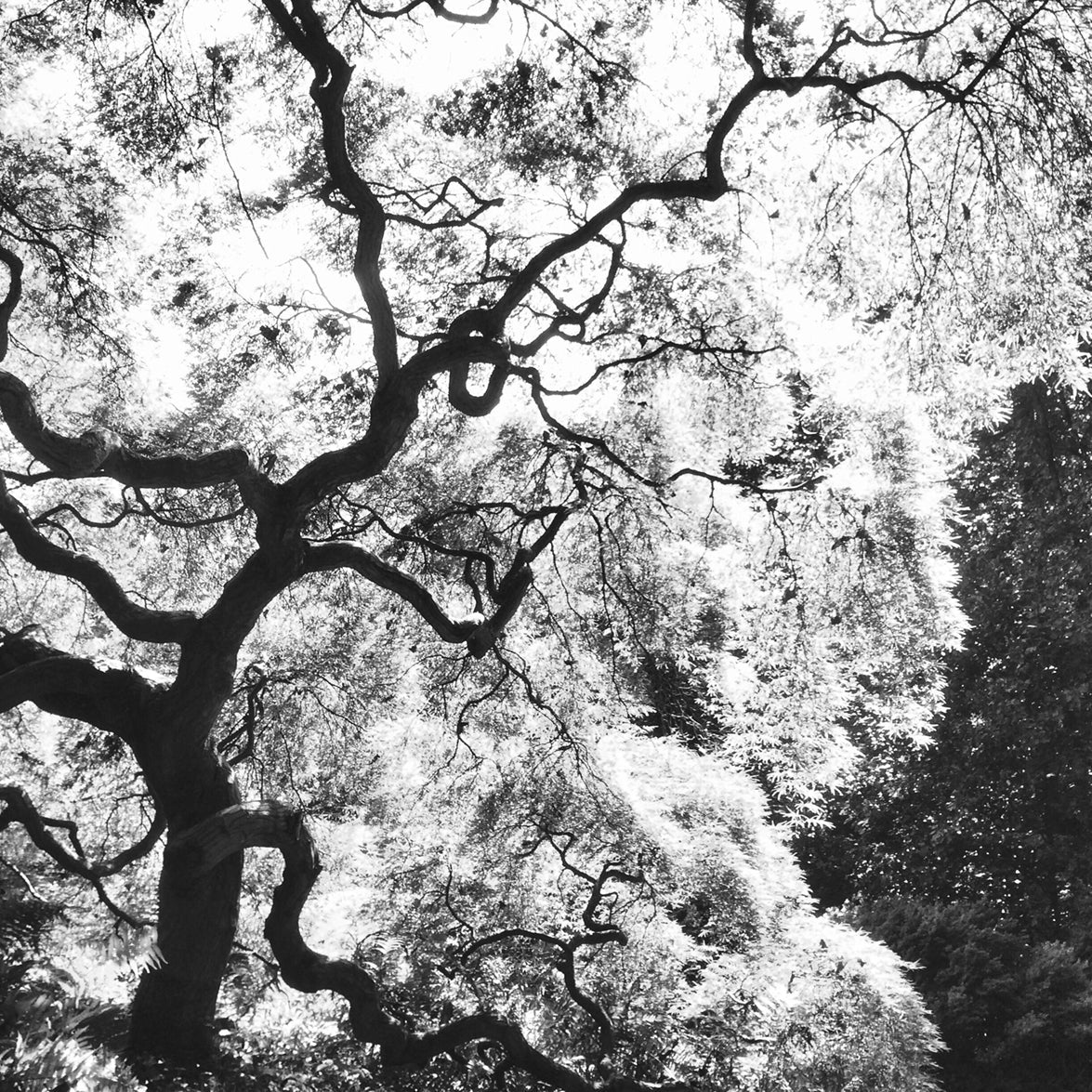 Gnarly tree in black and white - Pickawall
