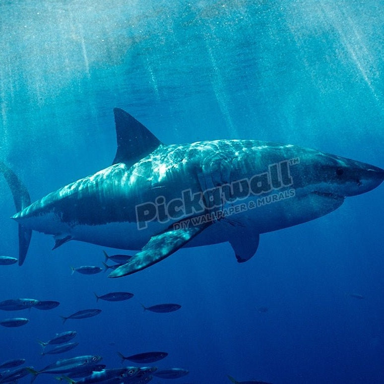 Great White Shark - Pickawall