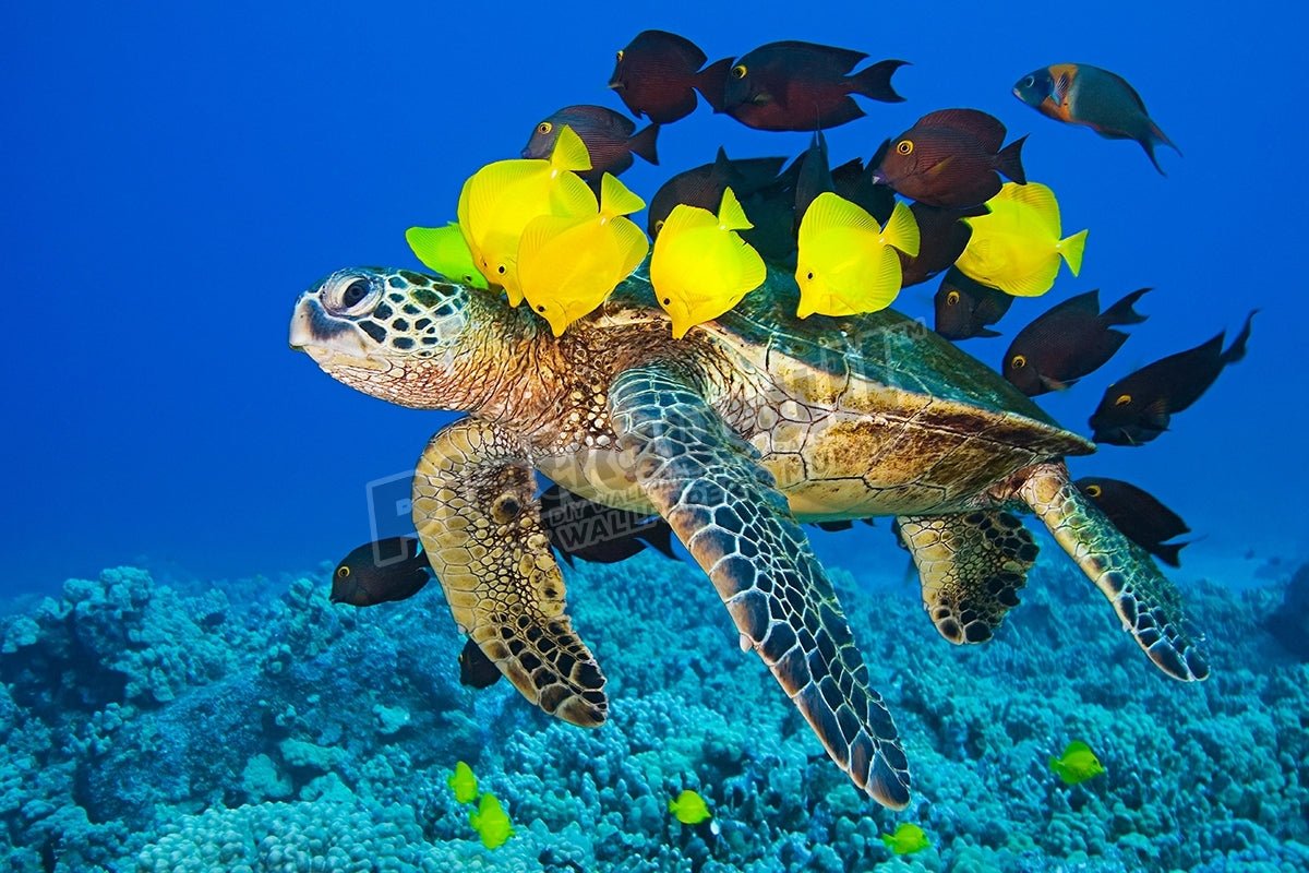 Green Sea Turtle - Pickawall