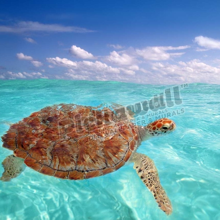 Green sea Turtle Chelonia mydas Caribbean sea Cheloniidae water surface - Pickawall