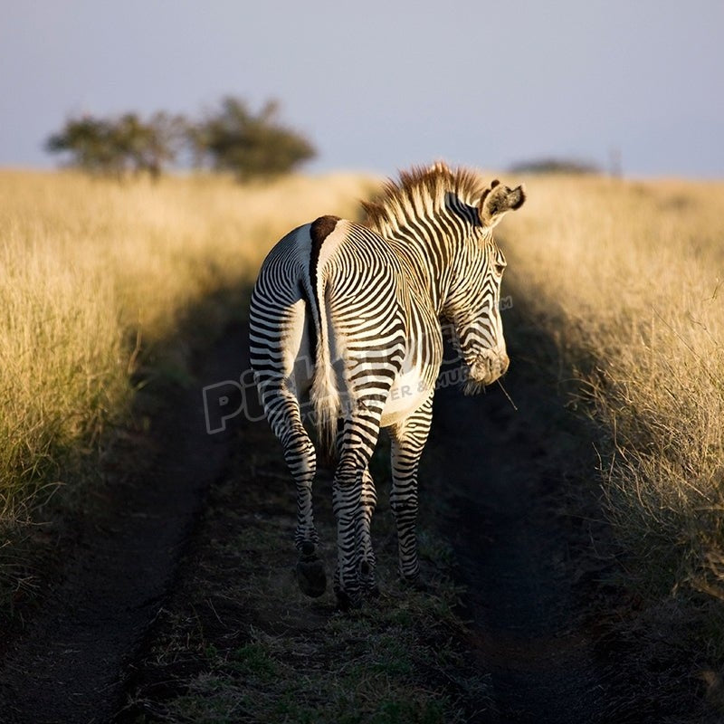 Grevy's zebra, Lewa Wildlife Conservancy, Kenya - Pickawall
