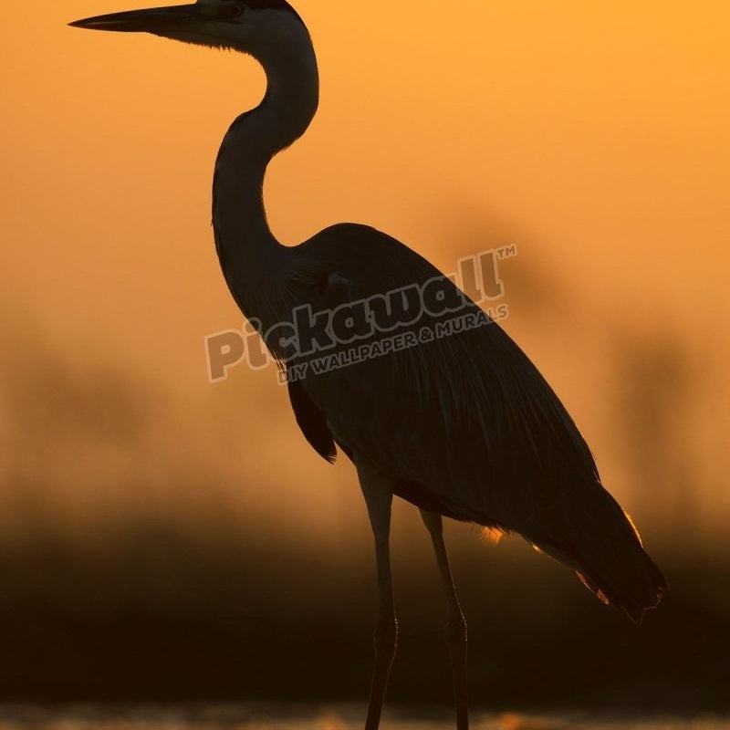 Grey Heron - Pickawall