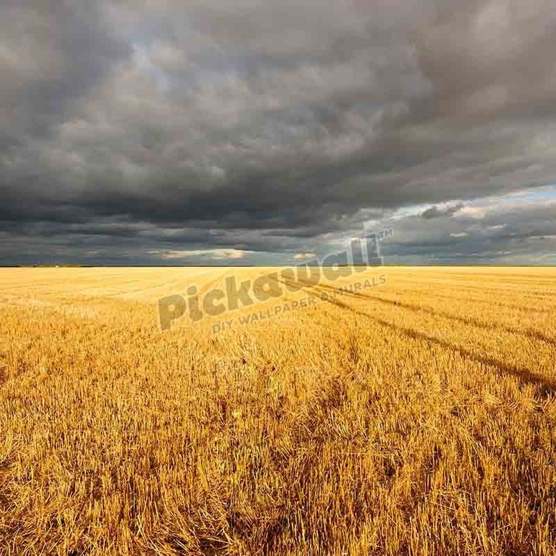 Harvested wheat field in the prairie, Manitoba, Canada - Pickawall