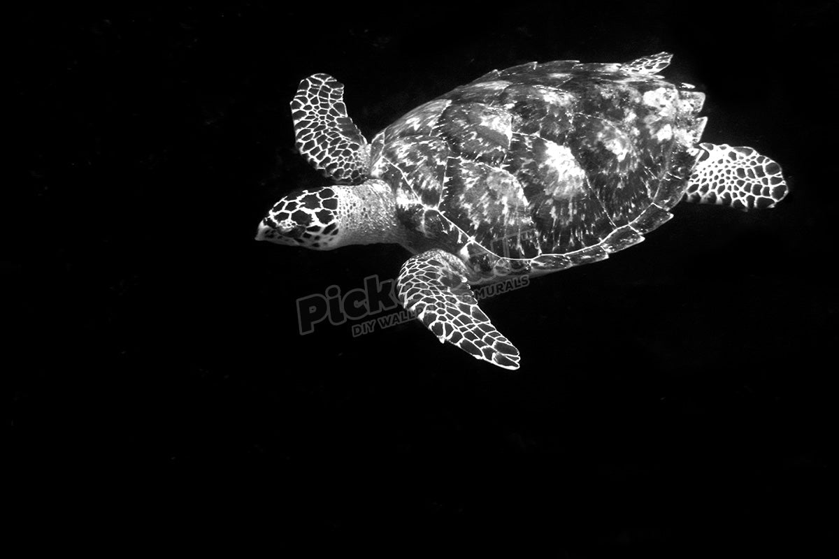 Hawksbill turtle Eretmochelys imbricata St Peter and St Paul s rocks Brazil Atlantic Ocean - Pickawall